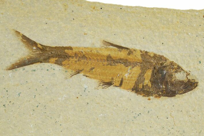 Detailed Fossil Fish (Knightia) - Wyoming #320267